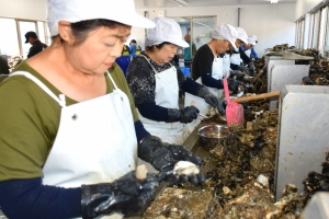 10月1日「桃浦かき」シーズン到来！