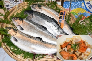 本格出荷に合わせ養殖銀ざけを試食提案