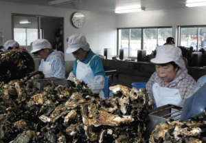 「桃浦かき」の今シーズンが到来