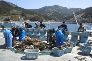 宮城県水産高校の29人が桃浦かきの就業体験に来社
