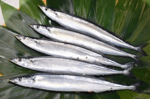 “秋の味覚”新物サンマ！ 今期初の本格入荷