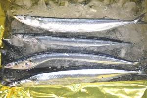 「みやぎ水産の日」でサンマを提案