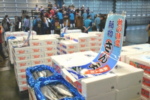 新物サンマ本格入荷/今シーズンの豊漁に期待