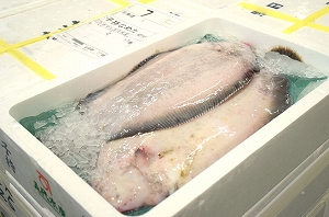 宮城の年取り魚「ナメタガレイ」をアピール