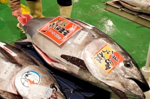 京都産養殖生本マグロ「伊根まぐろ」を提案