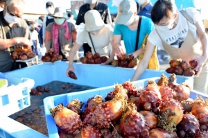 ゆりあげ港朝市で旬のほや祭り