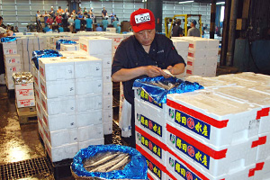 秋の味覚「生サンマ」が今季初の本格入荷の写真