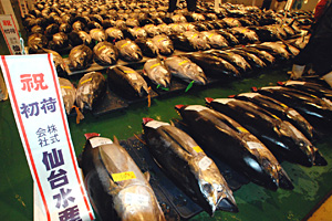 初入荷マグロの下付け