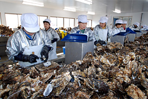 浜の再興へ 桃浦のかき初出荷写真