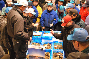 「桃浦かき」震災後仙台市場に初上場写真